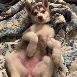 Meet your Posher, Ross